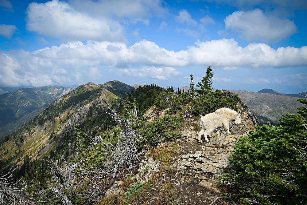 0918_LOC_DIL_Jewel_Basin_Hawk_Watch-11.j