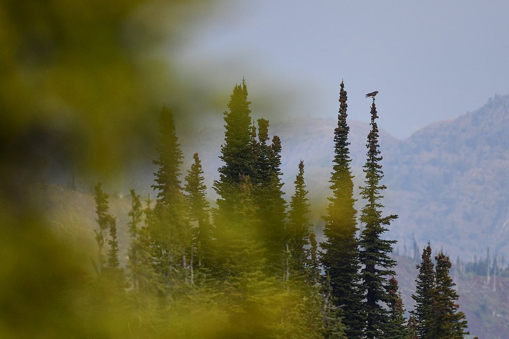 0918_LOC_DIL_Jewel_Basin_Hawk_Watch-12.j