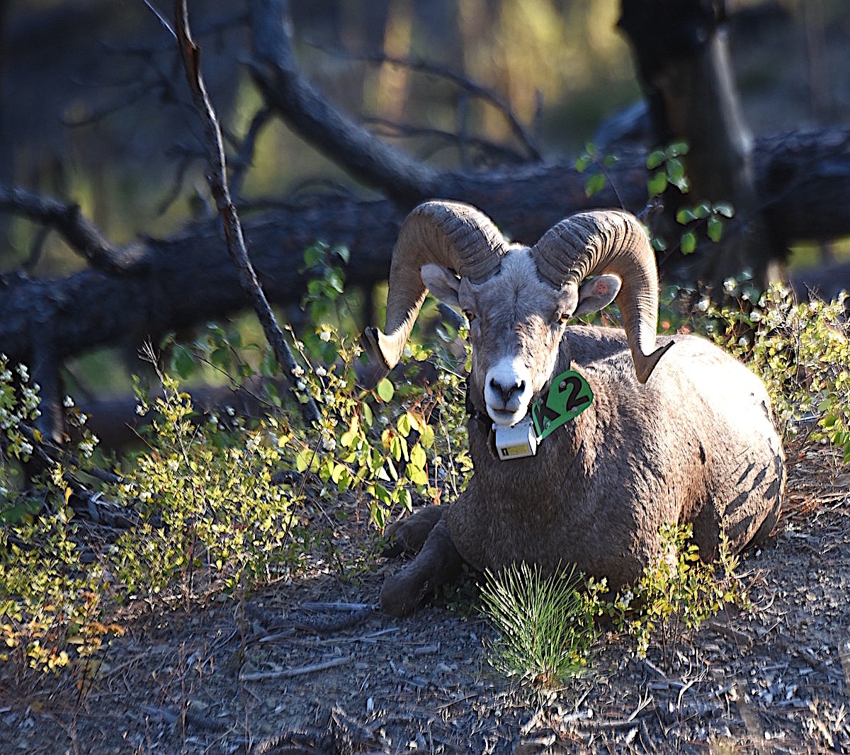 FWP accepting applications for a bighorn sheep advisory panel