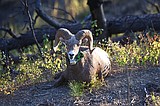 FWP accepting applications for a bighorn sheep advisory panel