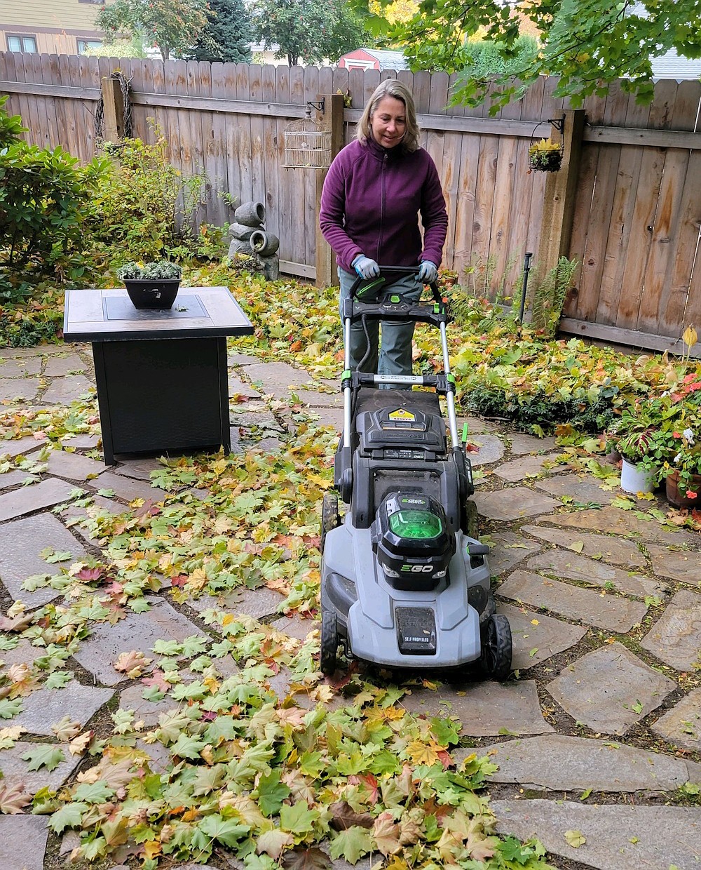 Courtesy of Candace Goodwin. 
Fall leaves are readily available and, when chopped with a mower, they make excellent garden mulch.