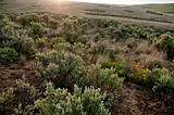 WDFW takes over Beezley Hills Preserve