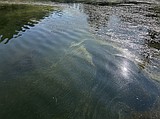 Public Health Advisory Issued for Black Lake