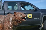 Robotic bear teaches Montanans to be ‘bear aware’