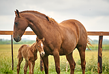 Taking the reins on responsible horse breeding