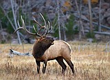 Interesting facts you may not know about Idaho's deer and elk