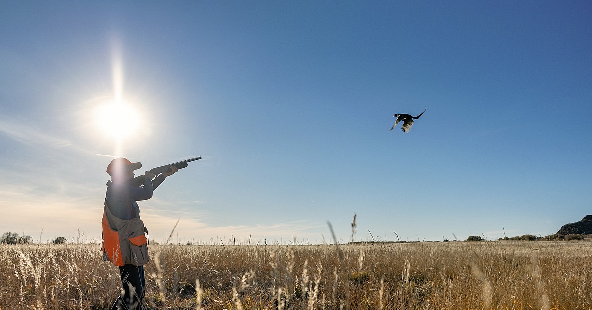 Everything you need to know for pheasant hunting in the Panhandle this