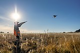 Everything you need to know for pheasant hunting in the Panhandle this season