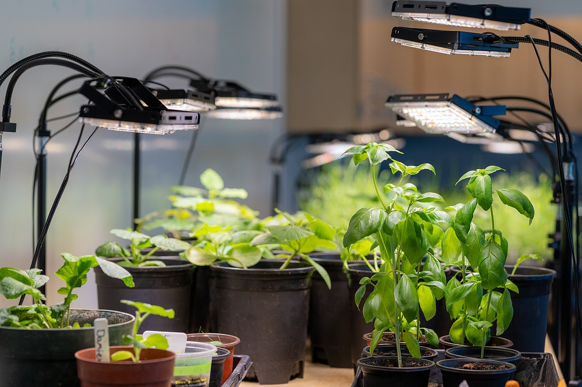 Various plants grow under lights in one of the classrooms at Big Bend. The seed donation is coming in at about the same time as the completion of the college’s Greenhouse Learning Center, which will significantly help develop the Ag program.