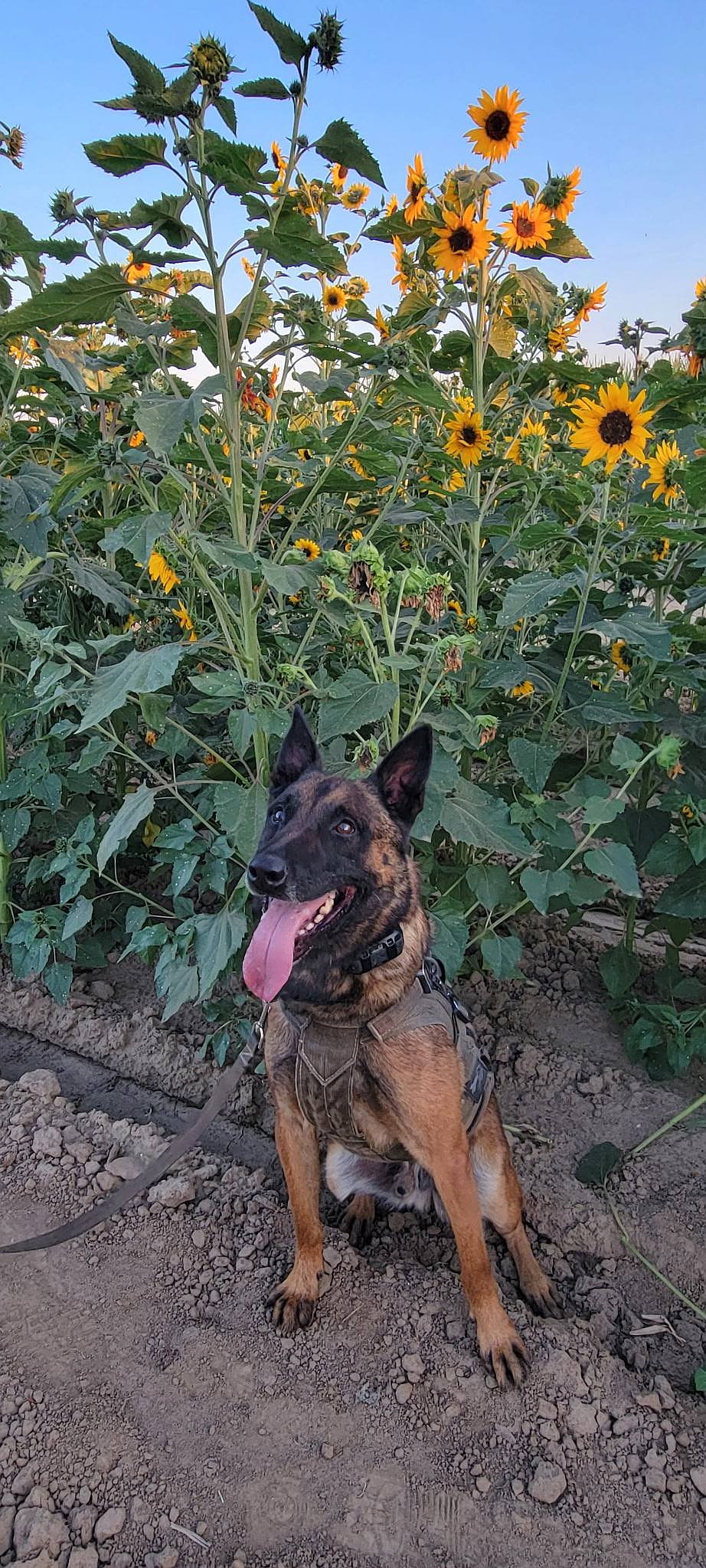 K9 Jester stepped out to stop and smell the flowers on the second day of fall.