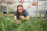 Agriculture and national security sciences lead Montana State’s annual research expenditures