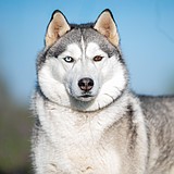 Kelda, pre-trained and ready to be adopted