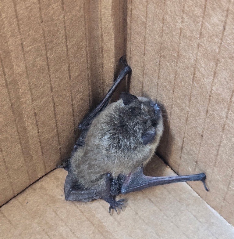 The Columbia Basin Herald office hosted a somewhat unique visitor last week, in the form of a bat staff dubbed "Timmy." Timmy was carefully removed from the office and flew off to find another perch to nap in, hopefully away from the smokiness last week saw. Rain is expected off and on throughout this coming week, and we're hopeful for the sake of firefighters that it helps knock down the fires in our area. We're sure Timmy wouldn't mind some cleaner air either.