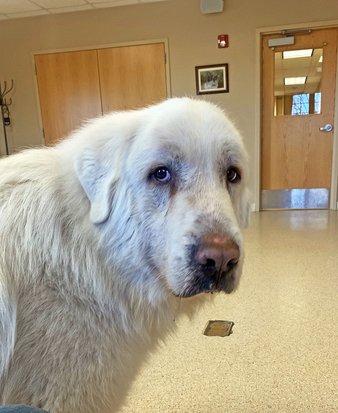 Baldone in February, just days after spending nearly three months alone in the woods. (Julie Engler/Whitefish Pilot)