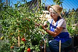 Bigfork Food Bank garden thrives in its second year