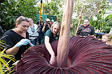 It has a strategy, and its female flowers do most of the work