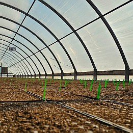 The greenhouse at Yakama Nation Farms. The farm has around 1,500 acres.
