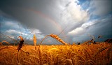 Harvests are up, but growers aren’t seeing the benefit