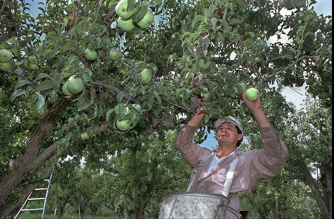 A farm worker picks D'Anjou pears in a Selah orchard. Labor costs are an important factor in the woes fruit growers face.