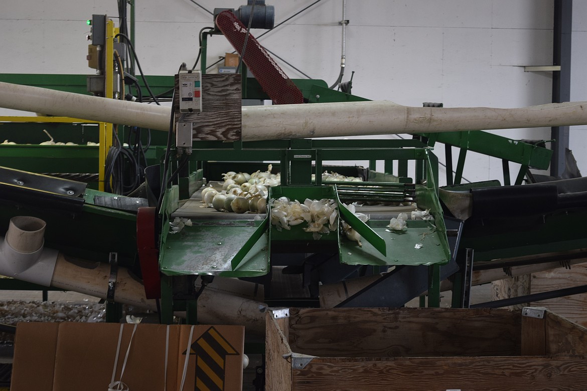 Onions are sized, then packaged at Yakama Nation Farms.