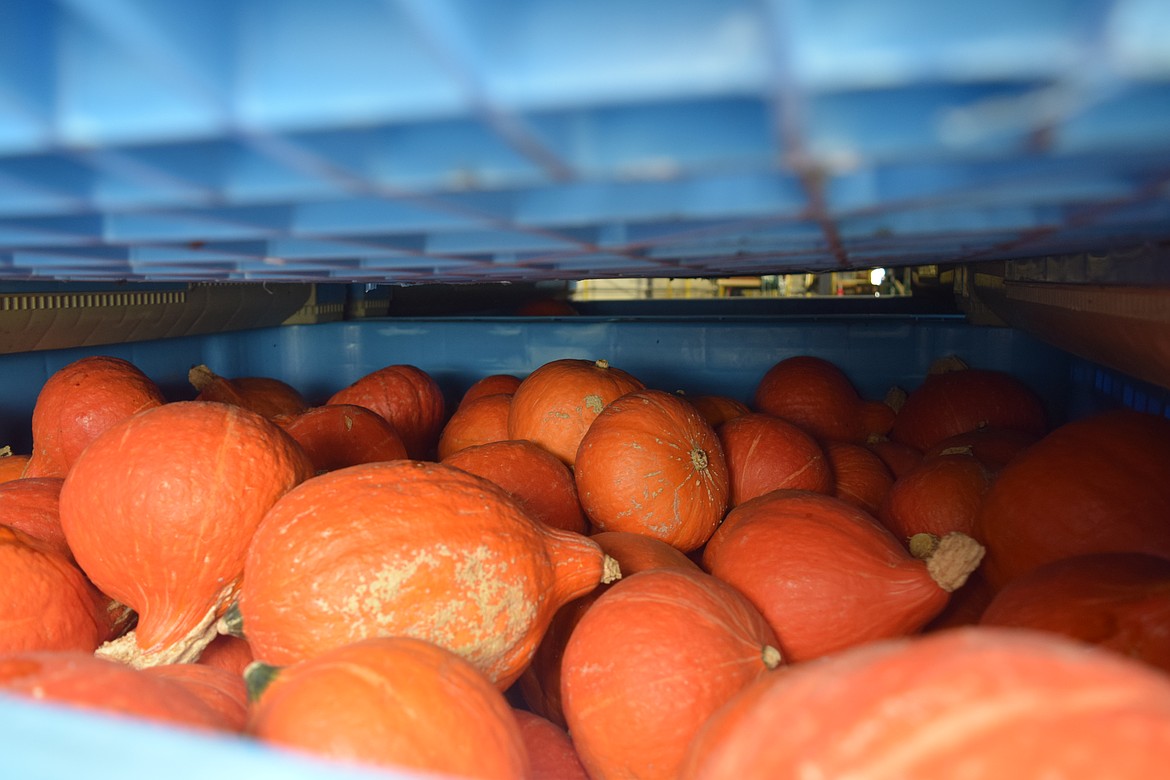 The Yakama Nation Farms grows asparagus, cabbage, chards, corn, cucumber, grapes, kale, multiple varieties of melon, onions, peppers, pumpkin, squash, tomato and zucchini.