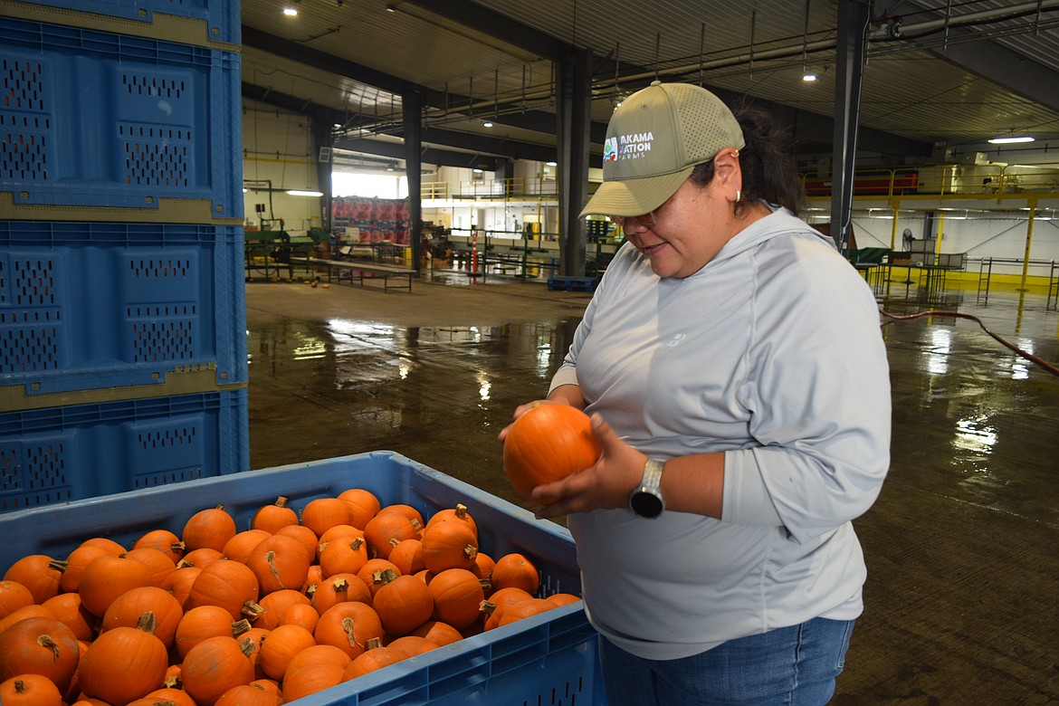 Interim General Manager Jonalee Squeochs shows off one of the pie pumpkins. Most of these are sold by Trader Joe’s.