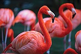 Flamboyance of flamingoes, that makes sense ... but an implausibility of gnus?