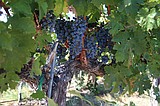 Basin growers anticipate steady grape harvest