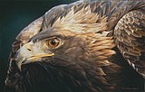 Glacier Art Museum opens new exhibits highlighting nature, featuring paintings by Carl Brenders and photographs by Danny On