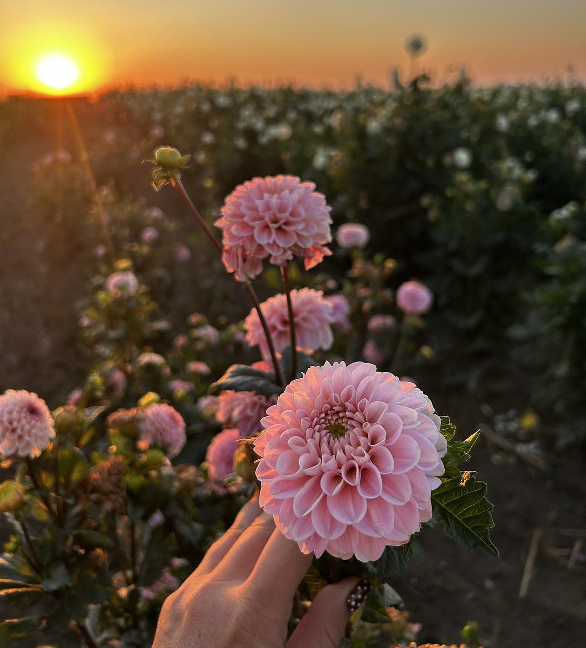 Dahlia devotees can cut all the flowers they want at Gray Girl Farms’ Dahlia Days Saturday and Sunday.
