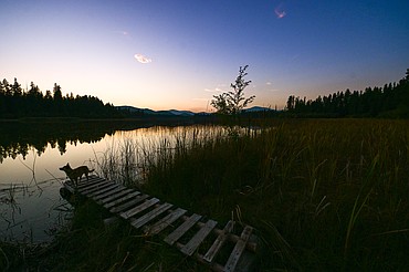 Petey explores a wooden dock at a campsite in Thompson Chain of Lakes State Park on Sunday, Sept. 21. (Casey Kreider/Daily Inter Lake)