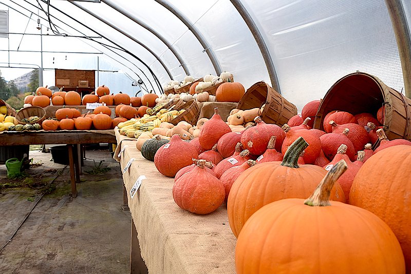 1007_loc_twn_Hoot_Owl_pumpkins_and_gourd