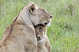 He lives alongside lions in Nairobi. The human-wildlife collision is dazzling — and dangerous