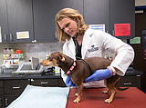 PET TALK What to know about aspiration pneumonia in pets