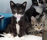 Animal Alliance steps in to help 250 cats, kittens