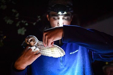 Owl Research Institute intern Zach Burke counts the feathers on a northern saw-whet owl's wing to determine an approximate age range during a banding survey at Flathead Lake Biological Station on Wednesday, Oct. 8. Data collected from the station contributes to worldwide efforts to learn more about the migratory routes, timing and habitat of the saw-whet owl. (Casey Kreider/Daily Inter Lake)