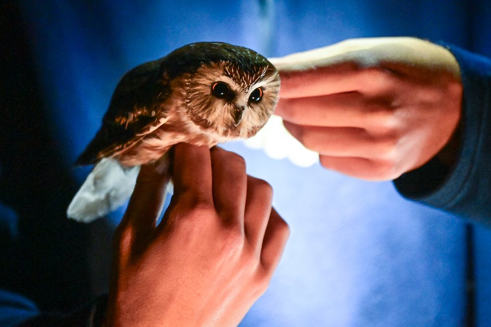1012_LOC_DIL_saw_whet_owl_banding-2.jpg.