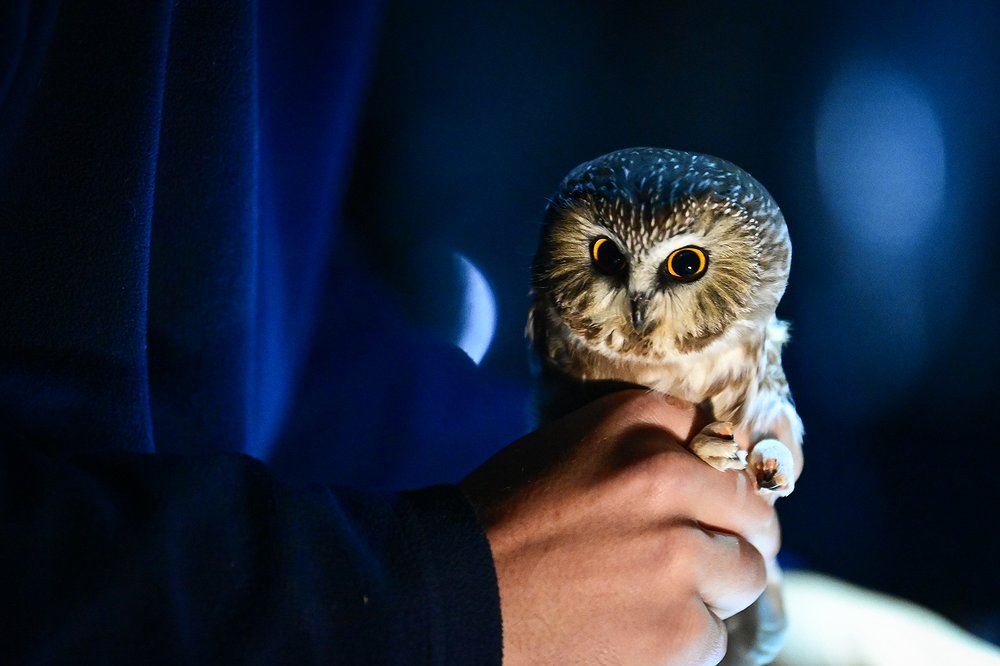 1012_LOC_DIL_saw_whet_owl_banding-7.jpg.