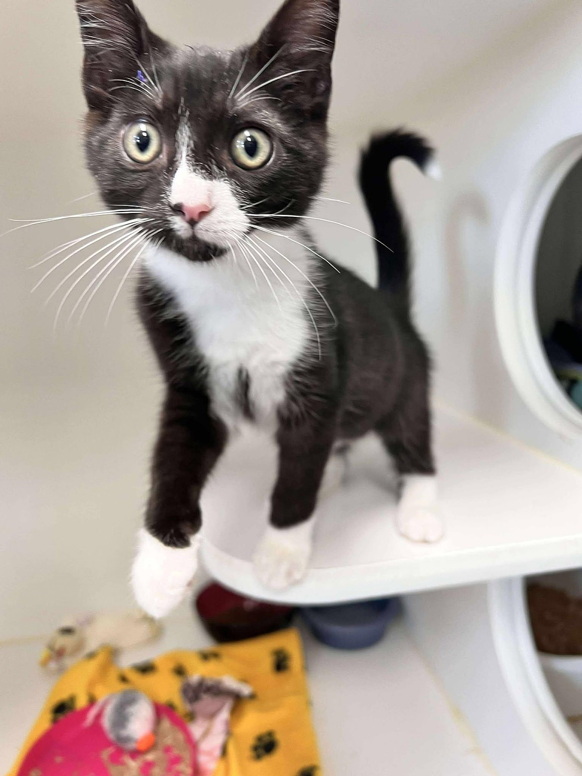 Aree, a domestic shorthair yearns for a comfy home. Although she likes the attention at Adams County Pet Rescue, she is hoping to find her person. Her adoption fee is $200.