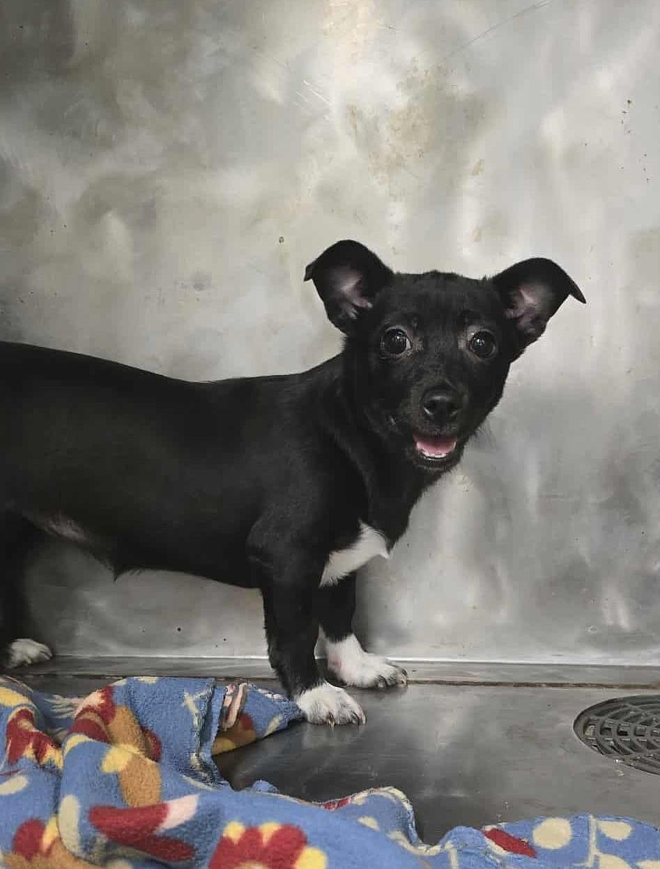 Farfalla, a small mixed-breed puppy, is looking for her playmate, someone who is particularly good at throwing a ball and rewarding her with treats when she returns it. Her adoption fee is $375.