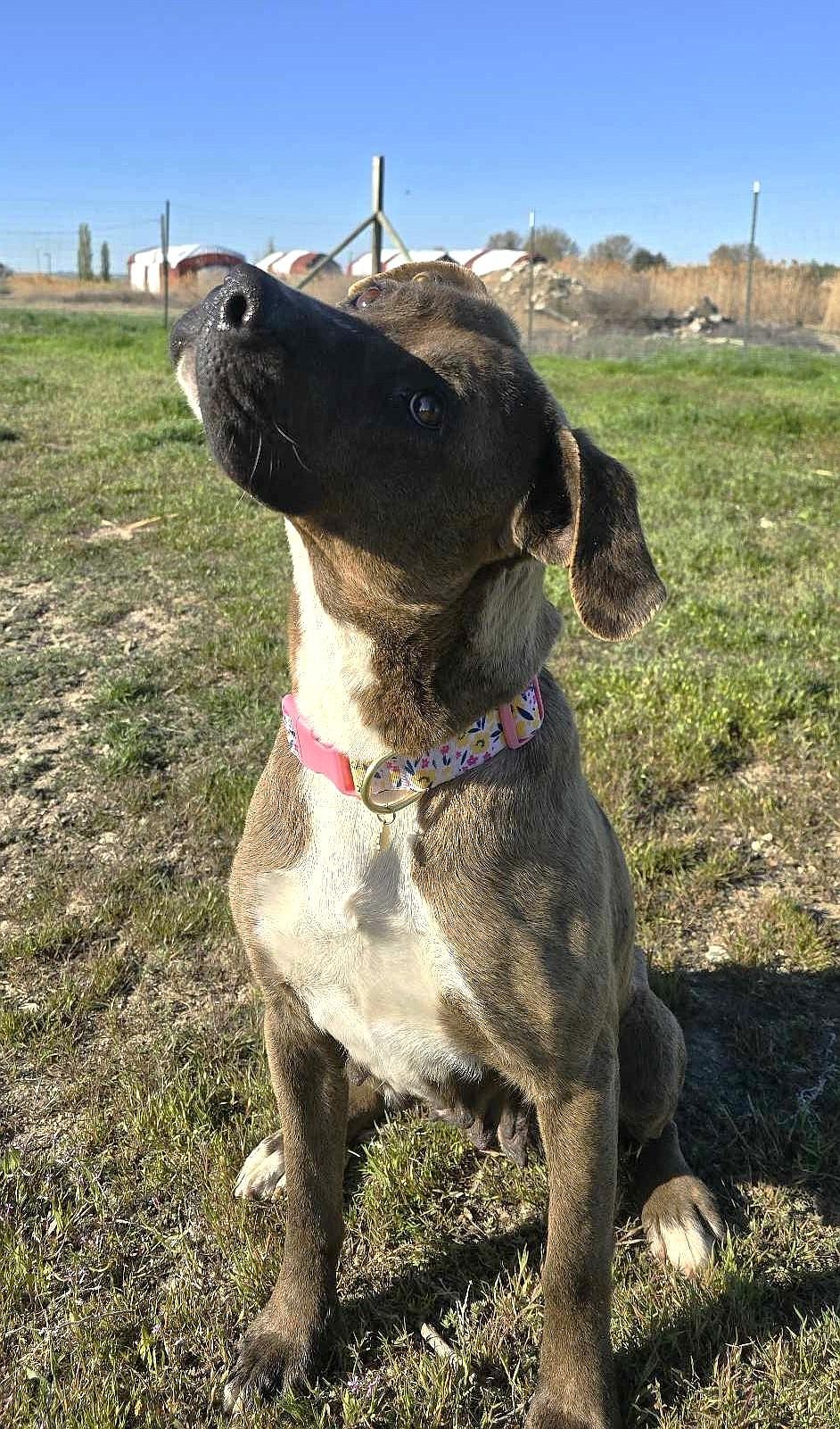Pippi, a black Labrador retriever mix, said she is the bestest, most perfectest girl in the whole world. She is looking for someone to spoil her rotten, as she believes she deserves. Her adoption fee is $325.