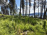 Prime wildlife habitat on Big Mountain permanently protected