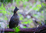 Encounters with a ruffed grouse