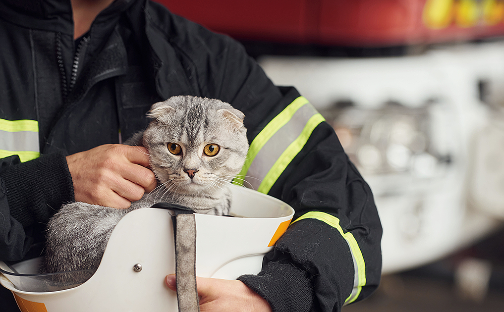 PET TALK Setting your home up for success: Small animal owner fire awareness