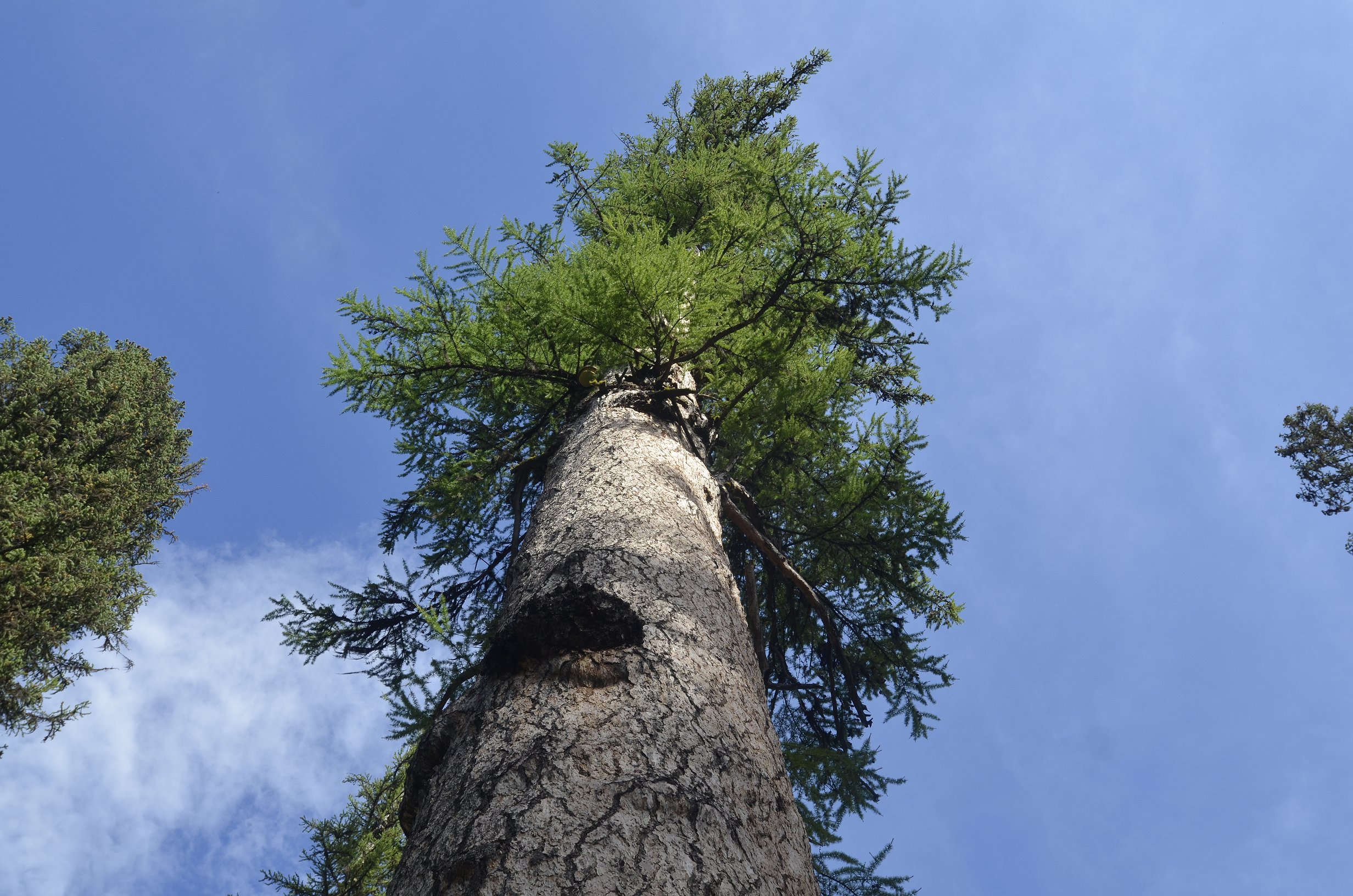lookingup.JPG.2464x1632_q85_box-0%2C0%2C