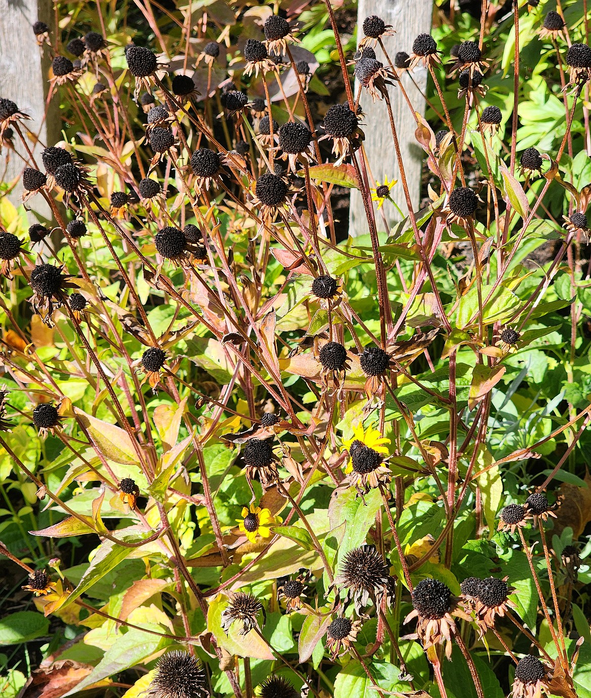 The seed heads of Black-eyed Susans and Coneflowers not only feed wildlife during the winter but also add interest to the garden.