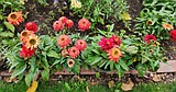 Fall perennial care: What to prune and divide now