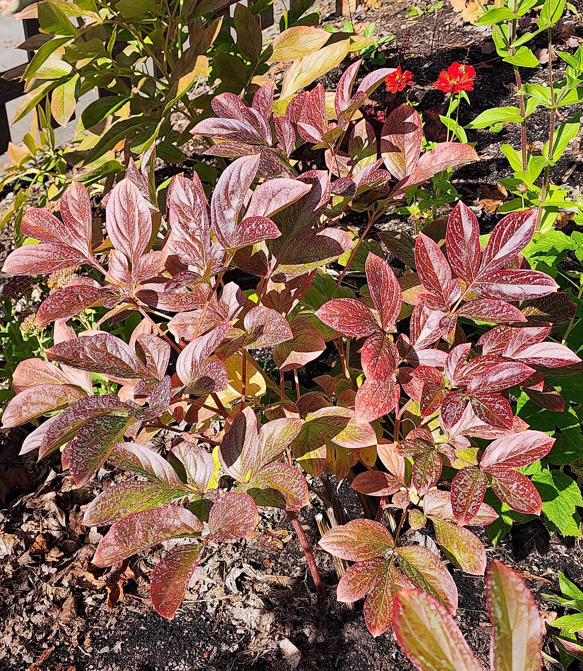Peony leaves display beautiful colors in fall. Once frost hits, it’s best to trim stems to 2 to 3 inches to prevent fungal disease during winter.