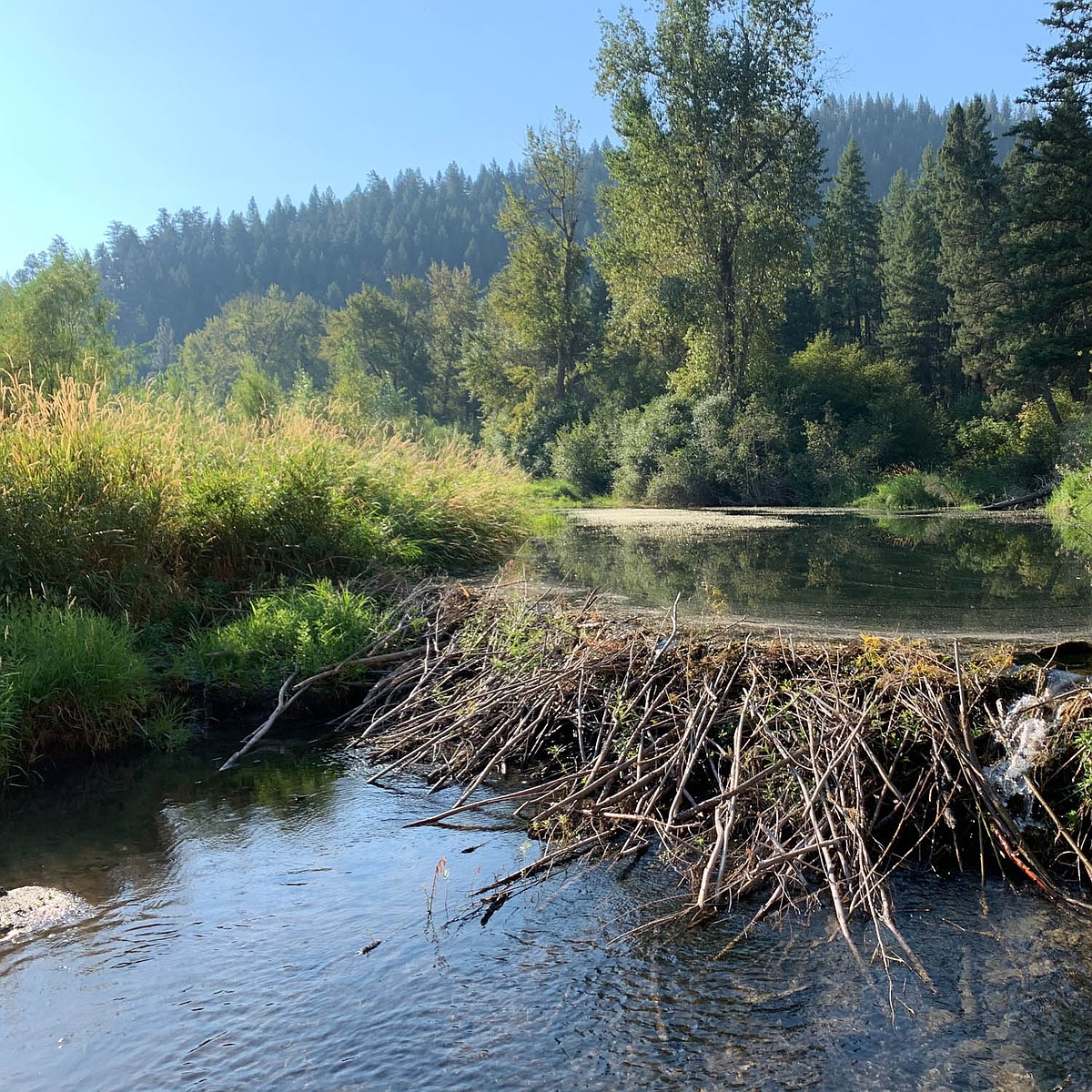 Proposed beaver transplant program could restore waterways | Lake ...