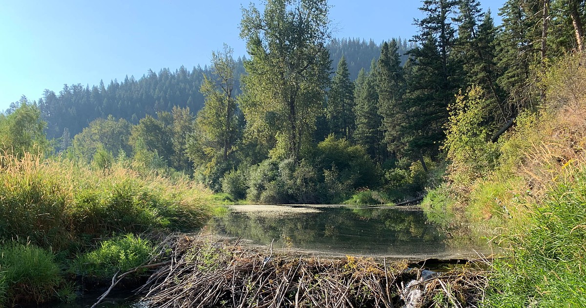 Proposed beaver transplant program could restore waterways